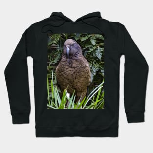 The New Zealand Kea Hoodie